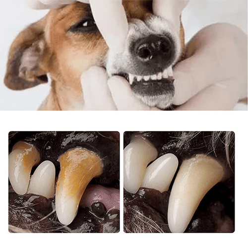 🔥Last day - buy 2 get 1 free NESLEMY✨ Pet Dental Tartar Care Spray for Dogs & Cats